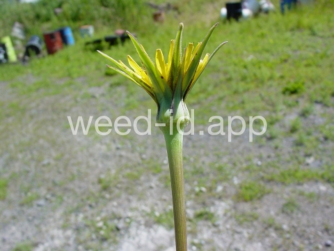 salsify, western
